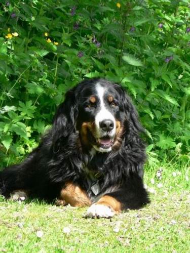 Florinda v. Wiesmadern | Österreichische Rettungshunde-Staatsmeisterin 2004