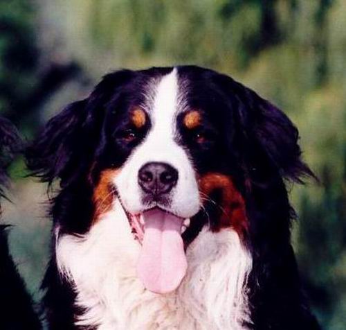 Zulu v. Wiesmadern | Österreichischer Rettungshunde-Staatsmeister 2003