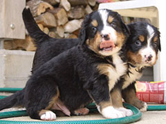 Berner Sennenhunde | Welpen aus dem Zwinger Wiesmadern